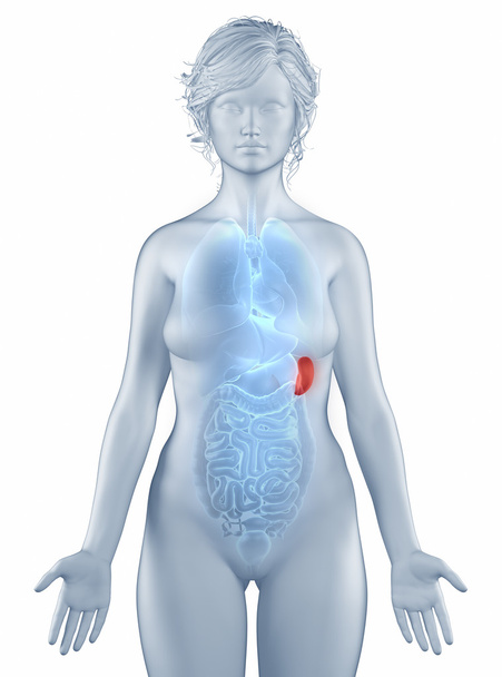 分離された脾臓位置の解剖学女性 - 写真・画像