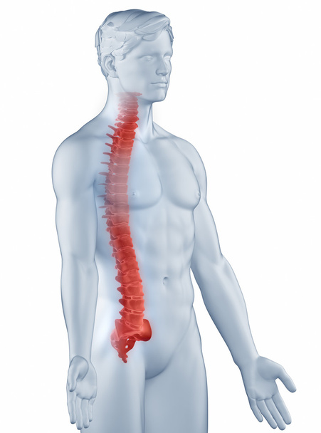 Posición de la columna vertebral anatomía hombre vista lateral aislada
 - Foto, imagen