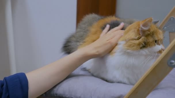 Frau streichelt Katze - Filmmaterial, Video