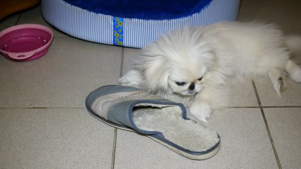 Kleine witte Pekingese hond spelen. Het gnaws slippers of schoenen aan de vloer van de tegel. - Video