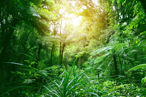 Dzsungel lombkorona - Fotó, kép