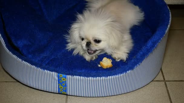 Petit chien pékinois blanc ronge croûte de pain blanc sur son lit ou sa place
. - Séquence, vidéo