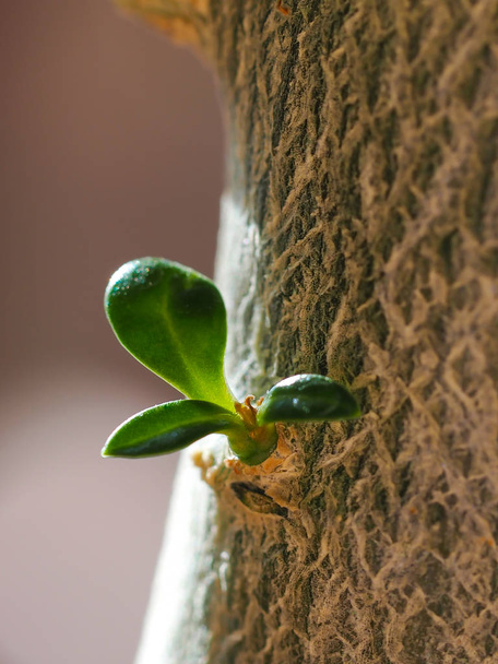 Jonge spruit op de stam van een boom. Close-up.  - Foto, afbeelding