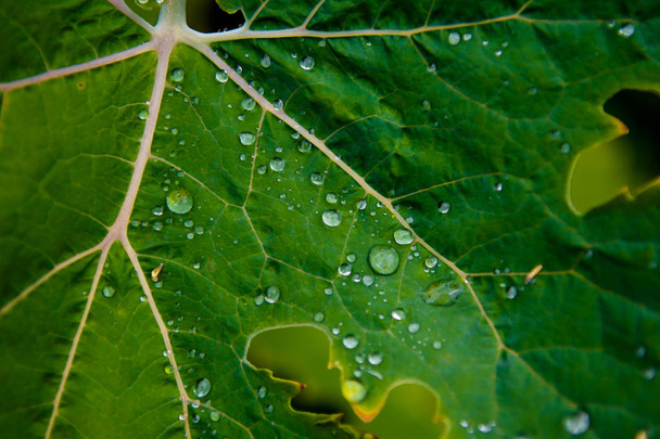 Зеленый лист с капельками воды на поверхности
 - Фото, изображение