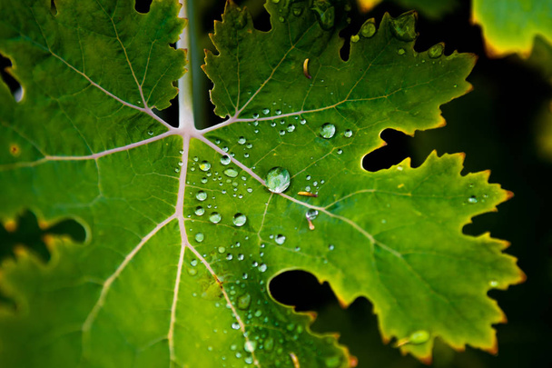 Зеленый лист с капельками воды на поверхности
 - Фото, изображение