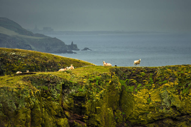 Steile Klippen mit ruhigen Schafen an der spektakulären Küste auf St. Abbs Head in Schottland - Foto, Bild