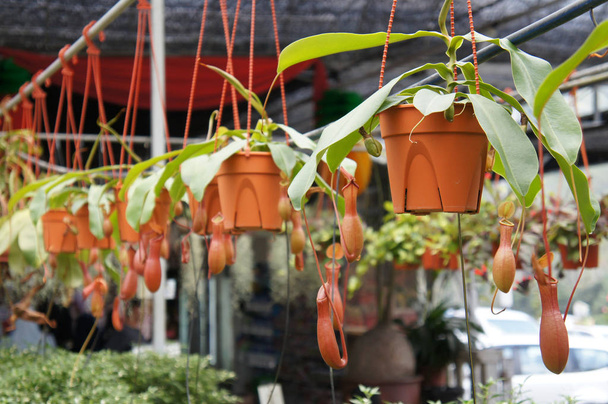 Nepenthes also known as tropical pitcher plants, is a genus of carnivorous plants. Planted in small plastic pots and hang for sale in the plant nursery.   - Photo, Image