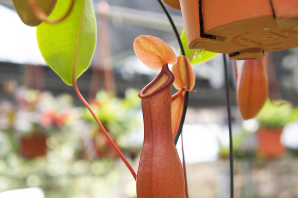 Nepenthes é um género botânico pertencente à família Asteraceae. Plantado em pequenos vasos de plástico e pendurar para venda no berçário da planta
.   - Foto, Imagem