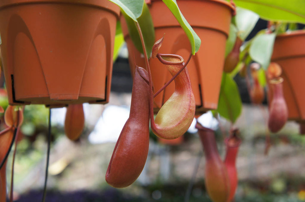 Nepenthes ook bekend als tropische werper planten, is een geslacht van vleesetende planten. Geplant in kleine plastic potten en hang te koop in de plant kwekerij.   - Foto, afbeelding