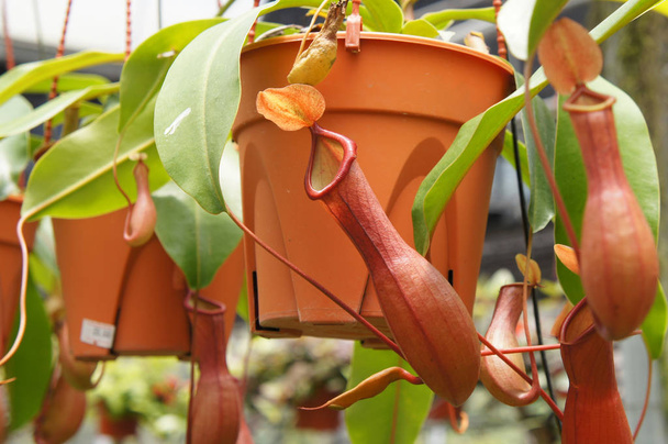 Nepentinen, auch als tropische Schlauchpflanzen bekannt, ist eine Gattung fleischfressender Pflanzen. in kleine Plastiktöpfe gepflanzt und in der Gärtnerei zum Verkauf aufgehängt.   - Foto, Bild