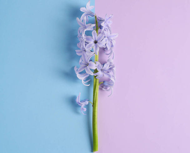 青と紫の背景に紫のヒヤシンス花 - 写真・画像