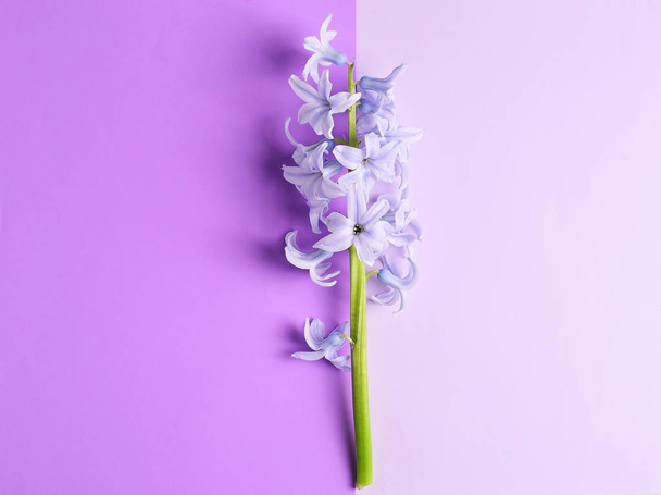 紫色の背景に入札のヒヤシンスの花 - 写真・画像