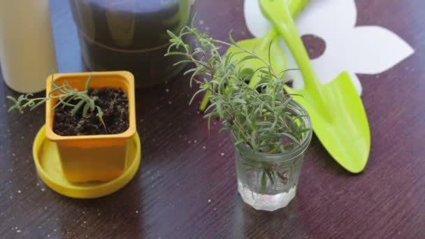 Rosemary branches stand in a glass of water. Waiting for the appearance of roots. Near the tools for transplanting and pot with the ground. Rosemary transplant. - Séquence, vidéo