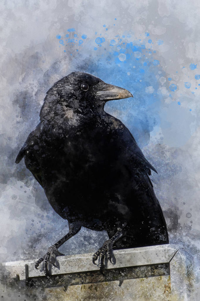 Retrato de un pájaro cuervo, pintura acuarela. Ilustración de aves
 - Foto, imagen