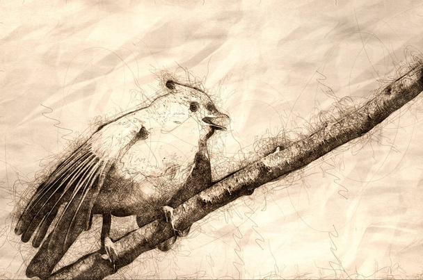 Молодая Титя-мышка, поющая на дереве
 - Фото, изображение