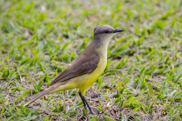 Te vi muy popular pájaro brasileño
 - Foto, imagen