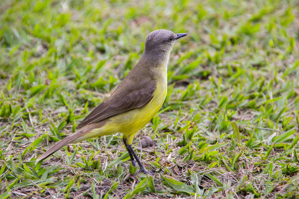 Te vi muy popular pájaro brasileño
 - Foto, imagen
