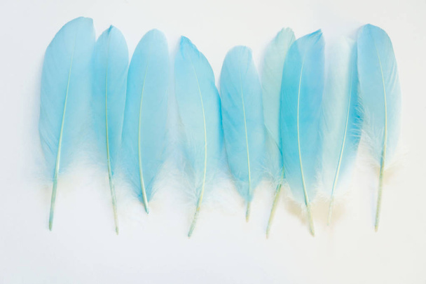 ird feathers of pastel tones. - Фото, зображення