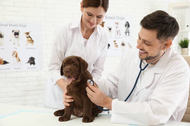 Weterynarz i jego asystent badania cute puppy Labrador w klinice - Zdjęcie, obraz