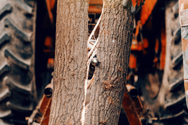 Los trabajadores cortan troncos en paz con la máquina de corte al aire libre
. - Foto, imagen