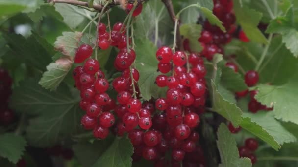Oogst rode bessen. smakelijke berry op de tak. biologische berry. Ribes rubrum. Rode rijpe sappige krenten in de tuin, een grote zoete BES BES. - Video