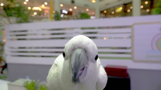 Cute Funny parrot stand  At A Pet Store - Footage, Video