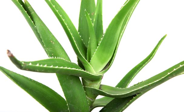 Aloe Vera Blätter detailliert - Foto, Bild