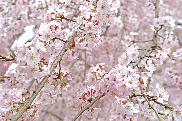 Piękne różowe sakura cherry blossom kwiat w Japonii park - Zdjęcie, obraz