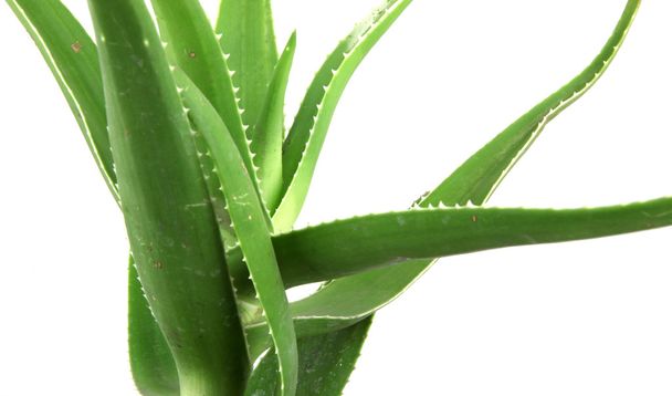 Aloe Vera Blätter detailliert - Foto, Bild