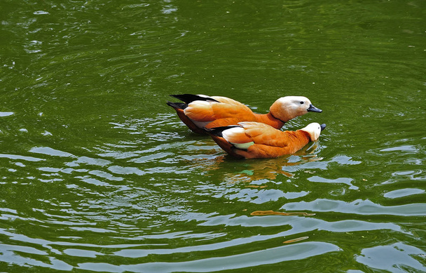 couple de canards roux sur un lac
 - Photo, image
