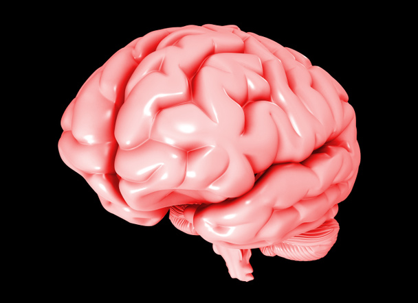 Cerebro humano
 - Foto, Imagen