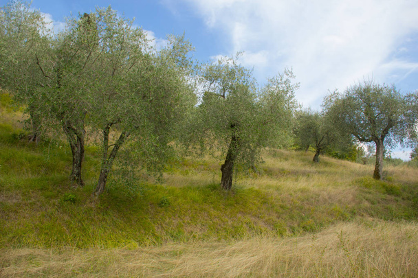 Lush and luxuriant olive Trees in the open air  - Foto, Bild