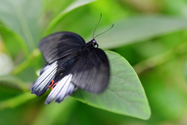 Tropical motyl Świetne Mormona (Papilio memnon) siedzi na liść. Duże Swallowtail pochodzi z południowej Azji. - Zdjęcie, obraz