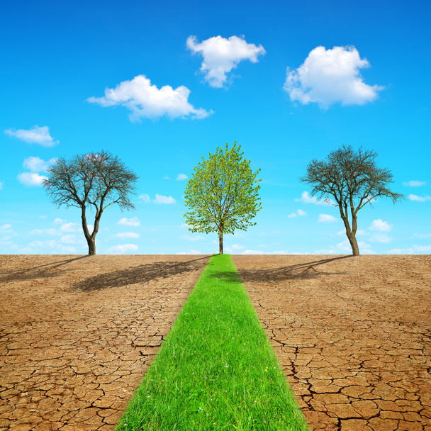 Зеленый травяной путь через сушу с трещинами почвы. Концепция изменения климата или глобального потепления
. - Фото, изображение