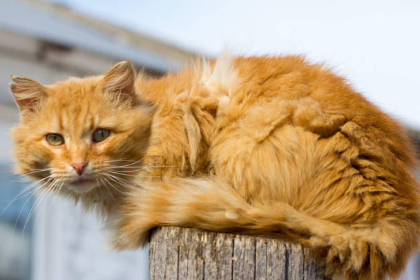gato vermelho sentado na cerca ao sol
 - Foto, Imagem