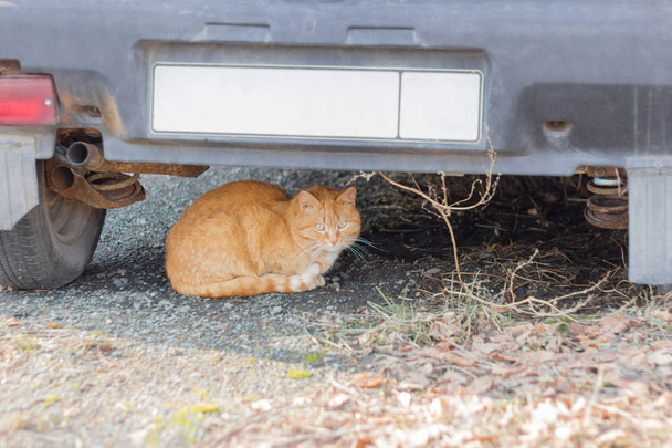 червоний кіт сидить на землі під старою машиною
 - Фото, зображення