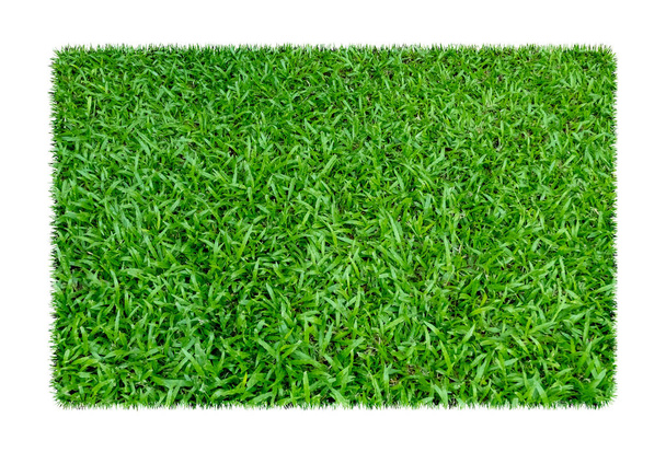 Zielona trawa. Naturalny tekstura tło. Wiosenne zielone trawy. na białym tle na białym tle ze ścieżką przycinającą. - Zdjęcie, obraz