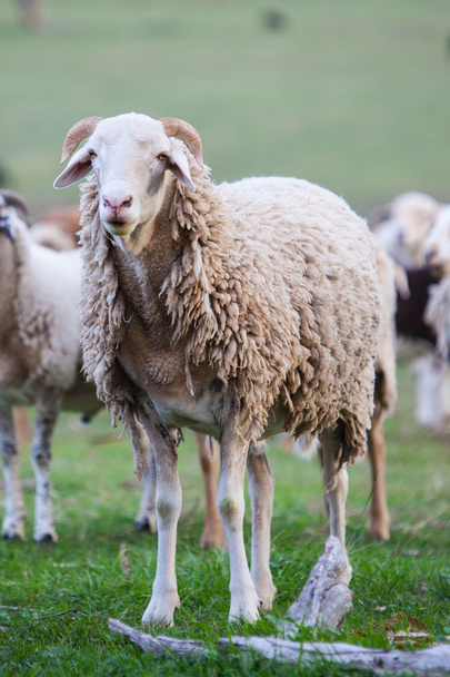 Пасущиеся овцы
 - Фото, изображение