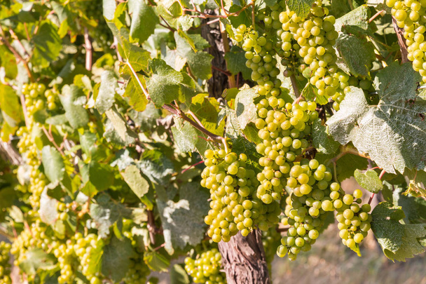 grappes de raisins blancs mûrs sur la vigne
 - Photo, image