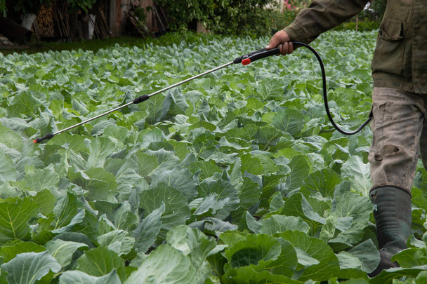 Un contadino spruzza cavolo in un orto contro parassiti e insetti
. - Foto, immagini