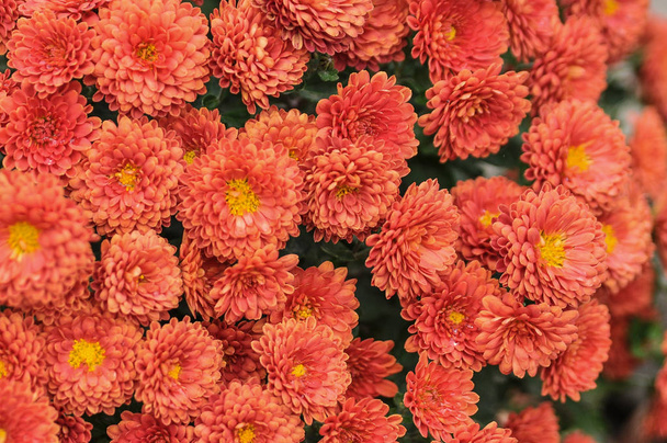  orange flowers background beautiful - Photo, Image