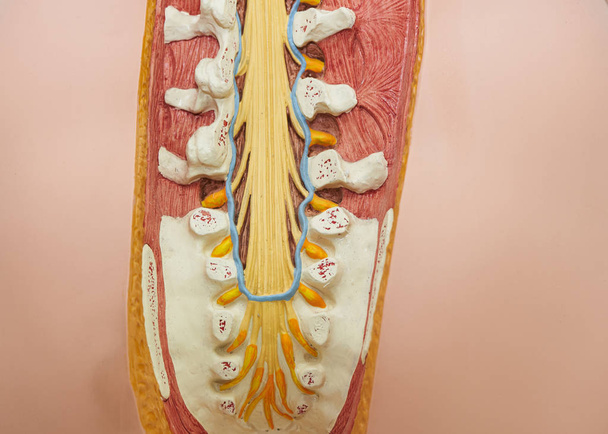 View from the back of human lumosacral spine model - Photo, Image
