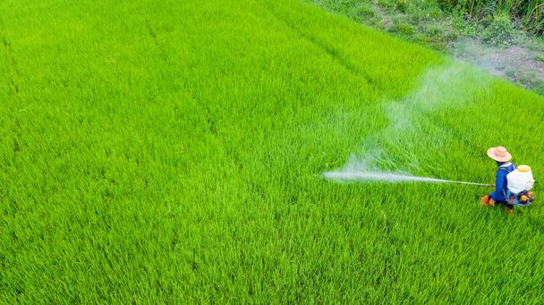 Rolnik aktywność opryskiwaczem plecakowym roztwór jest spray owadobójczy do hodowli ryżu świeże. Abstrakcja zielony i chemicznej ochrony. - Zdjęcie, obraz