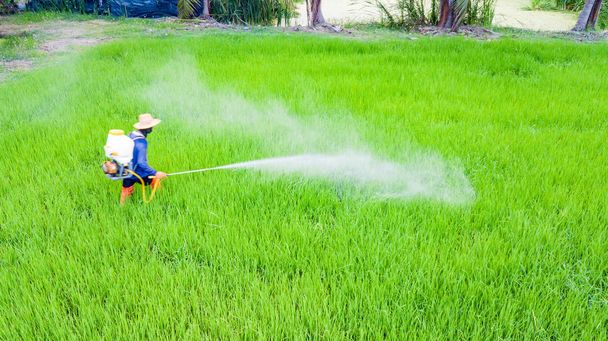 ナップザック スプレーで農民活動は、新鮮な稲作に殺虫剤スプレーです。緑および化学的保護の概要. - 写真・画像