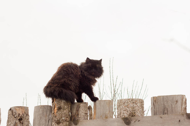 чорний бурхливий бездомний кіт, що сидить на старому паркані
 - Фото, зображення
