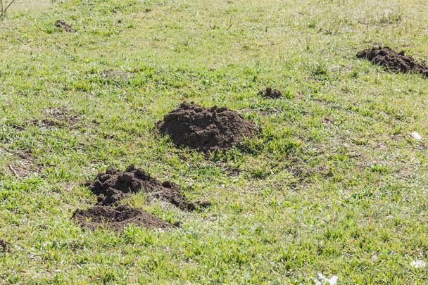 Molehills. Damaged lawn it is result of European Mole activity.  - Photo, Image