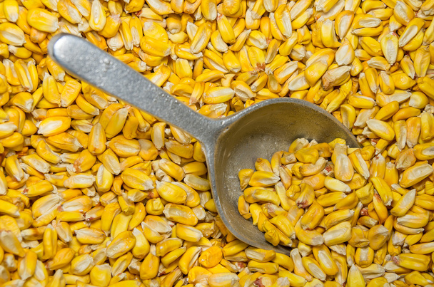 Bulk of corn grains - Fotografie, Obrázek