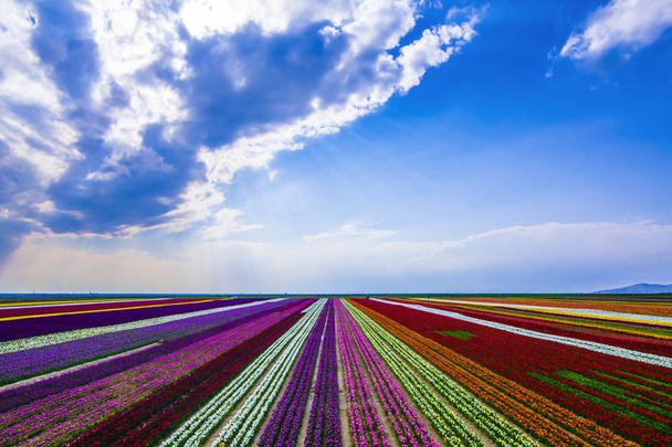colorful tulip plantations, terrific colors and tulip cultivatio - Foto, imagen