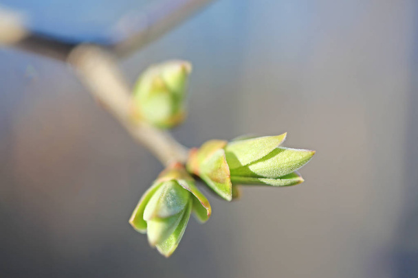 First leafes and kidneys  in spring inbright sunlight - Photo, Image