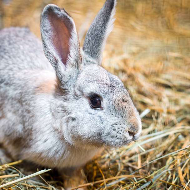 乾燥干し草の背景の前でグレーのウサギ - 写真・画像